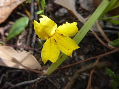 Goodenia lanata, photographed by Kiri Bee