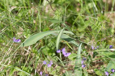 Bupleurum falcatum, photographed by David Sandler