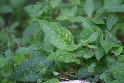 Pulmonaria officinalis, photographed by David Sandler