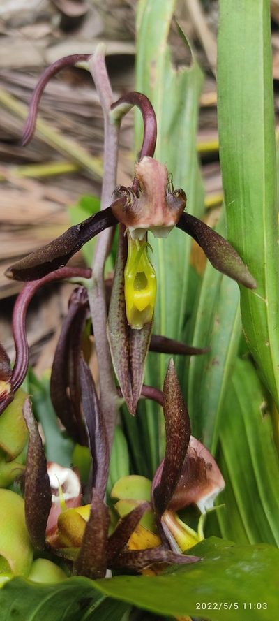 Catasetum saccatum, photographed by Floro Ortiz Contreras
