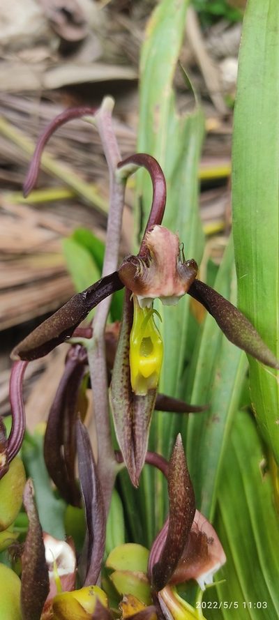 Catasetum saccatum, photographed by Floro Ortiz Contreras
