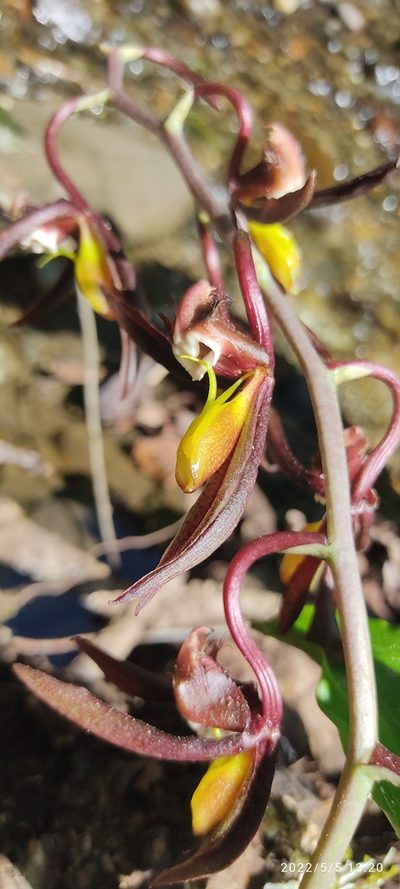 Catasetum saccatum, photographed by Floro Ortiz Contreras
