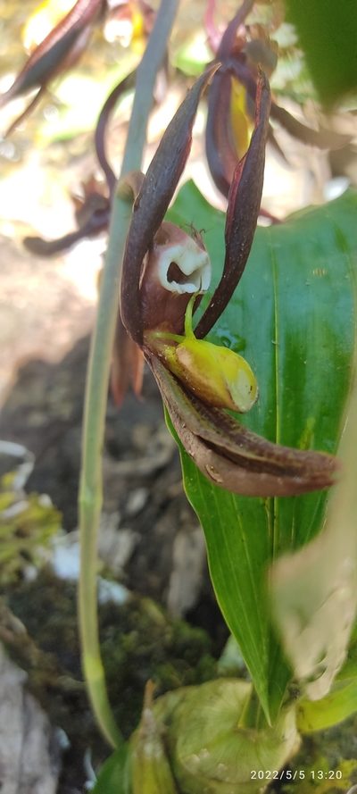 Catasetum saccatum, photographed by Floro Ortiz Contreras