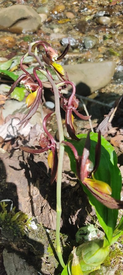 Catasetum saccatum, photographed by Floro Ortiz Contreras