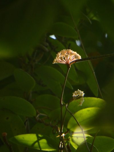 Hoya verticillata, photographed by Samuel Lee