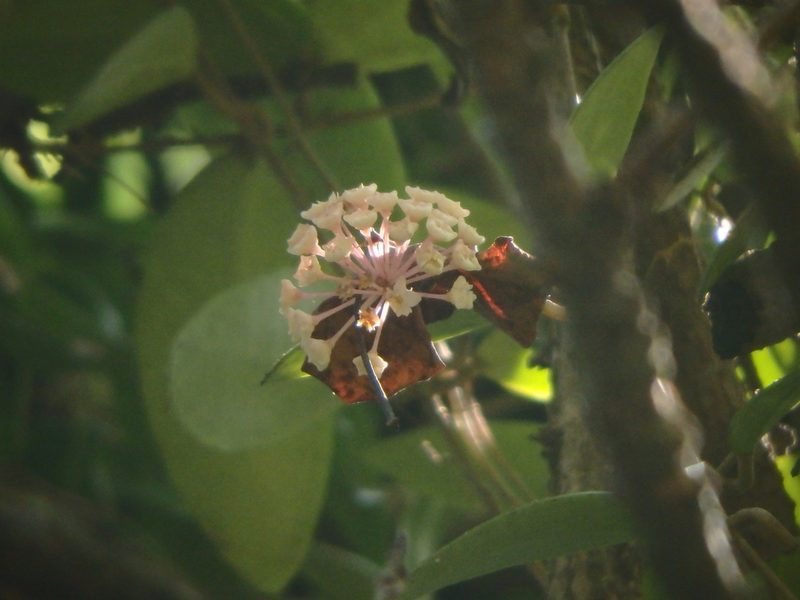 Hoya verticillata, photographed by Samuel Lee