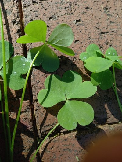 Oxalis tragopoda, photographed by Christiaan Viljoen
