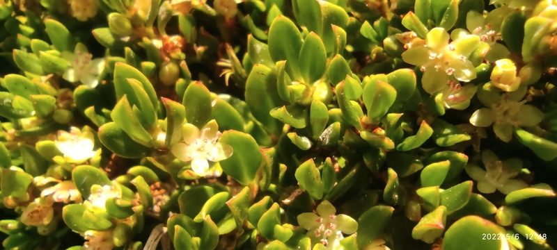 Muehlenbeckia volcanica, photographed by Floro Ortiz Contreras