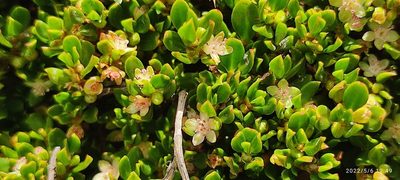 Muehlenbeckia volcanica, photographed by Floro Ortiz Contreras