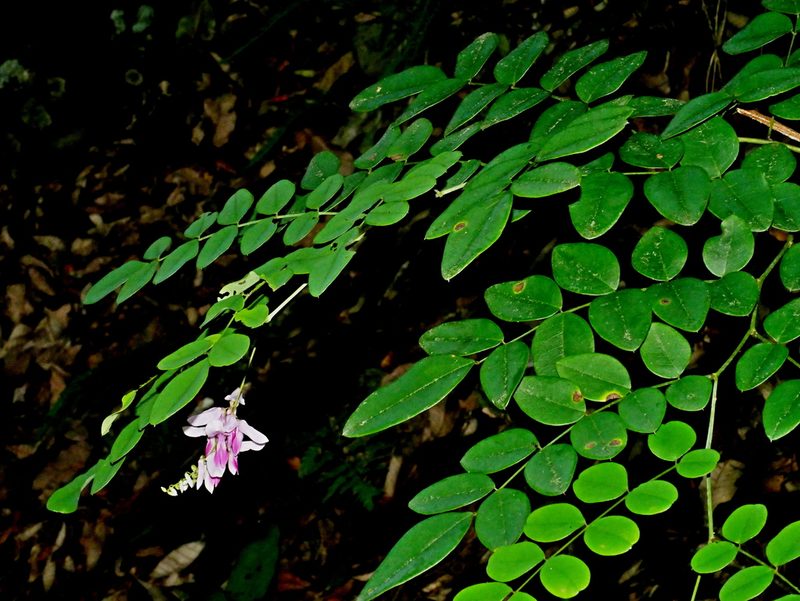 Indigofera venulosa, photographed by Jacy Chen