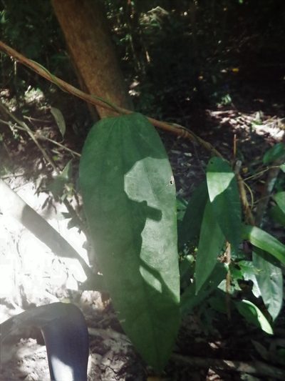 Fibraurea tinctoria, photographed by Samuel Lee