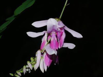 Indigofera venulosa, photographed by Jacy Chen