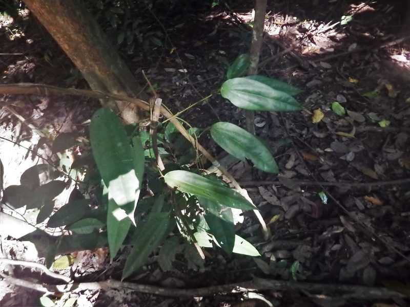 Fibraurea tinctoria, photographed by Samuel Lee