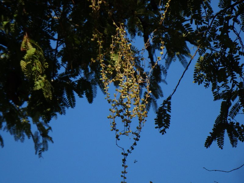Dischidia nummularia, photographed by Samuel Lee