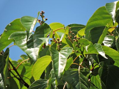Adina racemosa