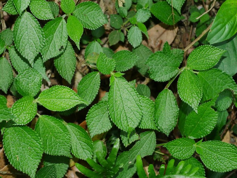Boehmeria pilosiuscula, photographed by Jacy Chen