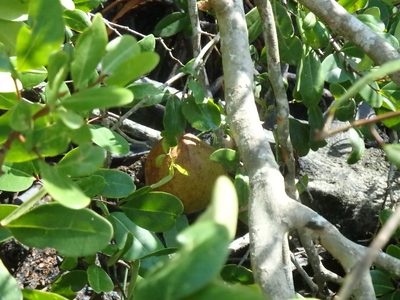 Xylocarpus granatum, photographed by Samuel Lee