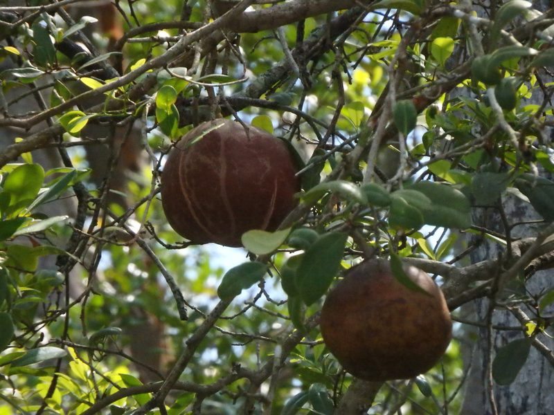 Xylocarpus granatum, photographed by Samuel Lee