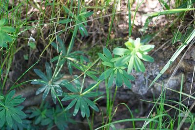 Galium sylvaticum, photographed by David Sandler