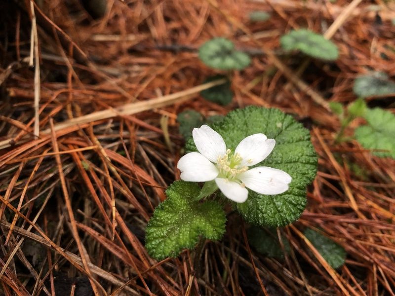Rubus pectinellus, photographed by 黃美滿