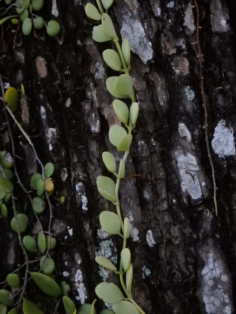 Dischidia oiantha, photographed by Samuel Lee