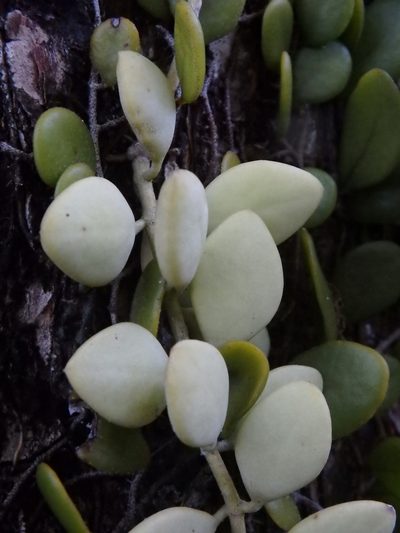 Dischidia oiantha, photographed by Samuel Lee