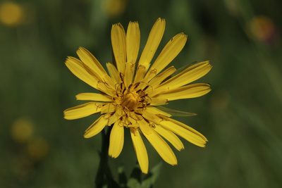 Tragopogon orientalis, photographed by Giuliana Pirotta
