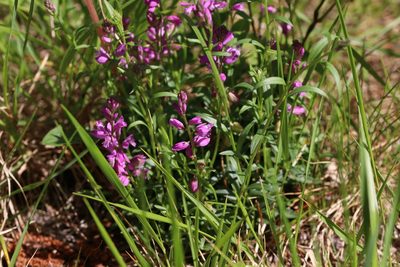 Polygala nicaeensis, photographed by Giuliana Pirotta