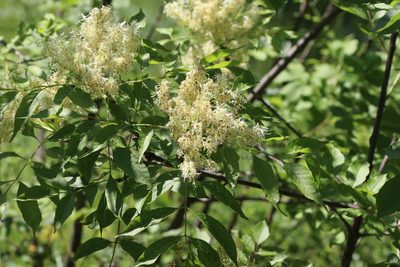 Fraxinus ornus, photographed by Giuliana Pirotta