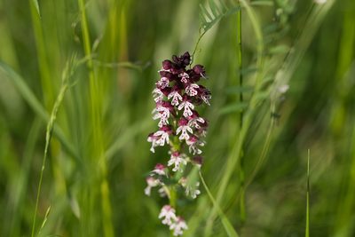Neotinea ustulata, photographed by David Sandler