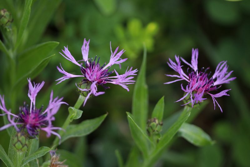 Centaurea triumfettii, photographed by Giuliana Pirotta