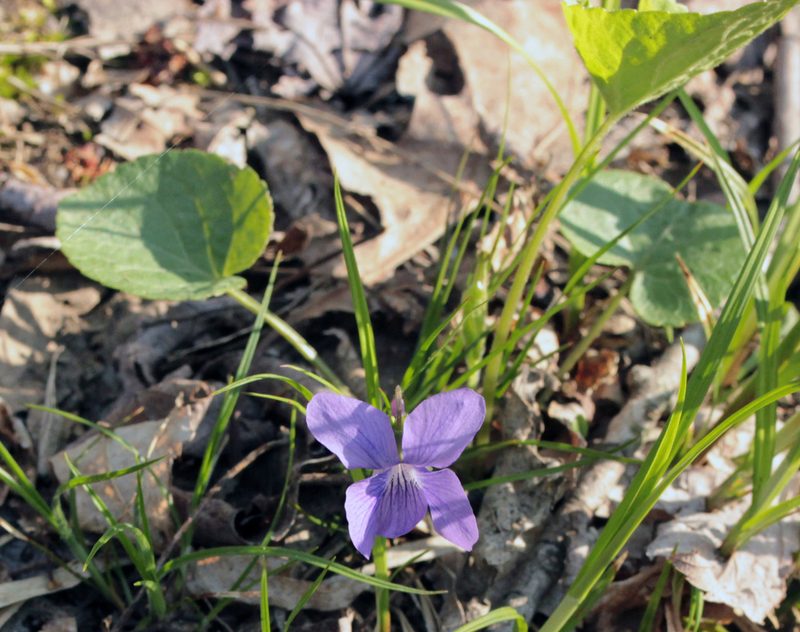 Viola sororia, photographed by Trix Niernberger