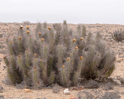 Eulychnia breviflora, photographed by Nicolás Villaseca Merino
