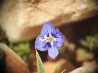 Veronica glauca, photographed by Yves Bas