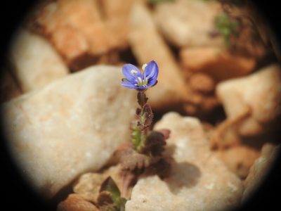 Veronica glauca, photographed by Yves Bas