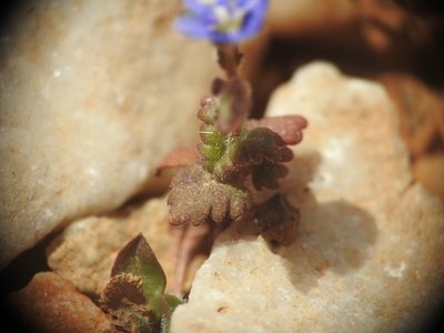 Veronica glauca, photographed by Yves Bas