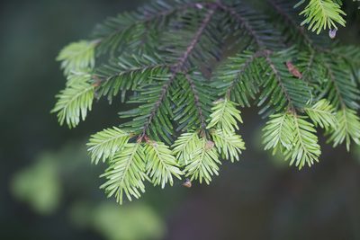 Abies alba, photographed by David Sandler