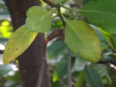 Ceriops zippeliana, photographed by Samuel Lee