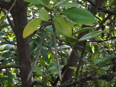 Ceriops zippeliana, photographed by Samuel Lee