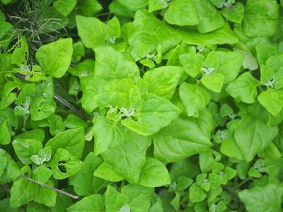 Tetragonia tetragonoides, photographed by 葉子
