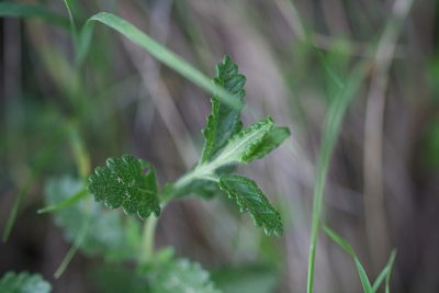 Teucrium chamaedrys, photographed by David Sandler