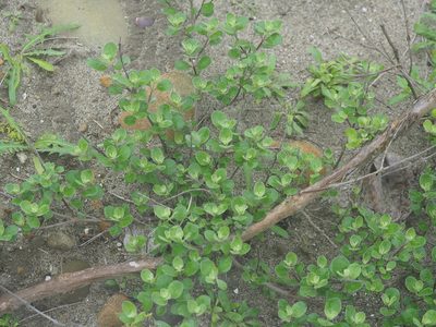 Vitex rotundifolia, photographed by 葉子