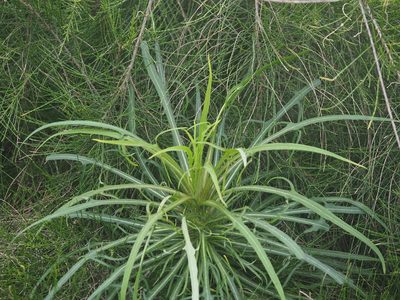 Lactuca indica, photographed by 葉子