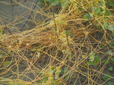 Cuscuta campestris, photographed by 葉子