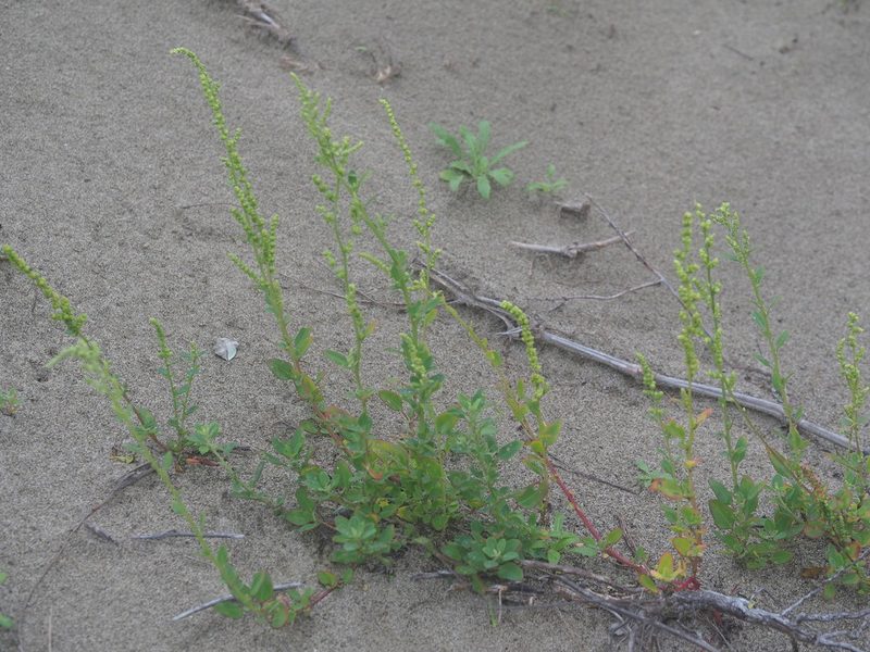 Chenopodium acuminatum, photographed by 葉子