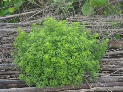 Artemisia capillaris, photographed by 葉子