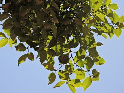 Celtis sinensis, photographed by Jacy Chen