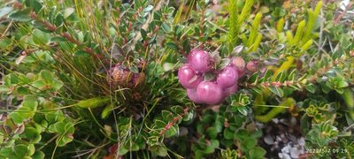 Gaultheria myrsinoides, photographed by Floro Ortiz Contreras
