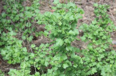 Ribes uva-crispa, photographed by Daria