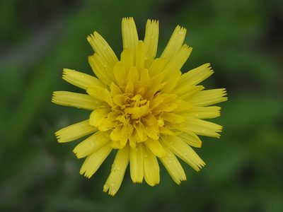 Taraxacum formosanum, photographed by 葉子